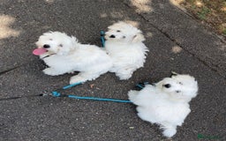 Maltese dogs for sale: Beautiful Maltese puppies  - Image 3