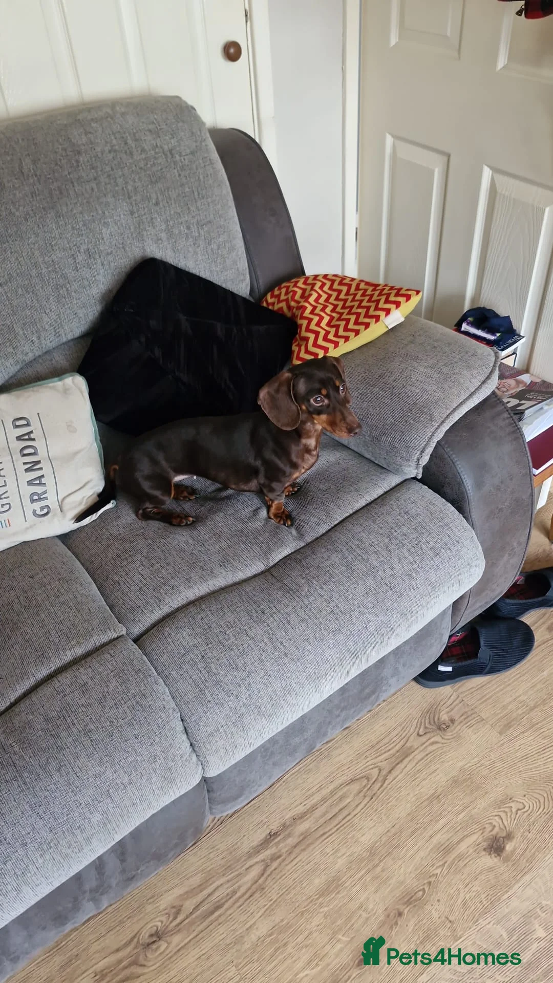 Dachshund dogs for sale: Dachshund Female  - Advert 2