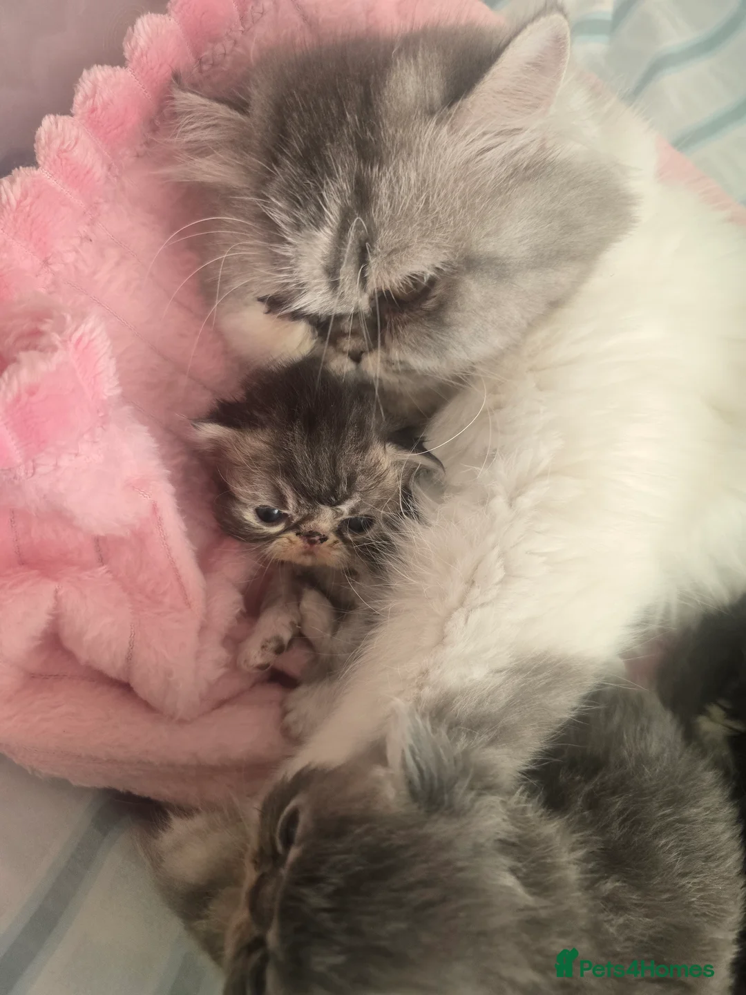 Persian cats for sale: Persian Kittens - Advert 2