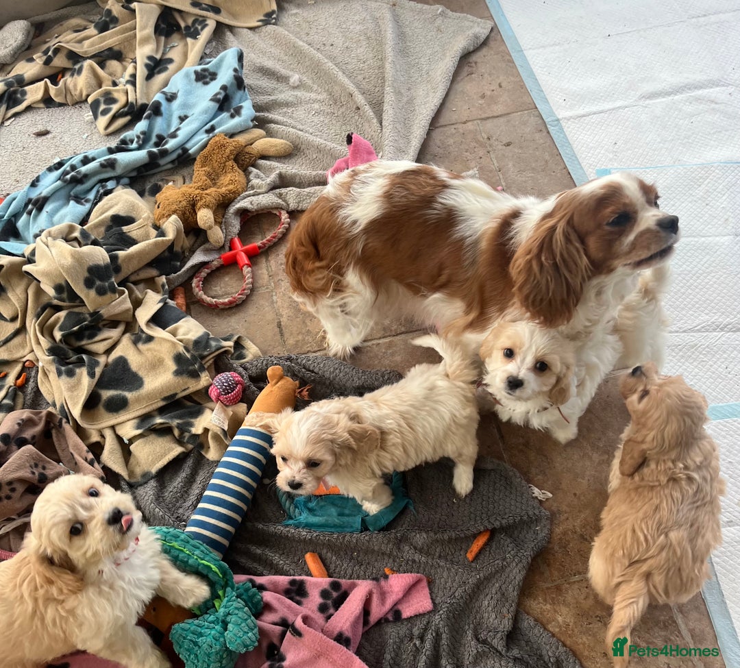 Cavachon dogs for sale: Cute Cavachon puppies  - Image 16