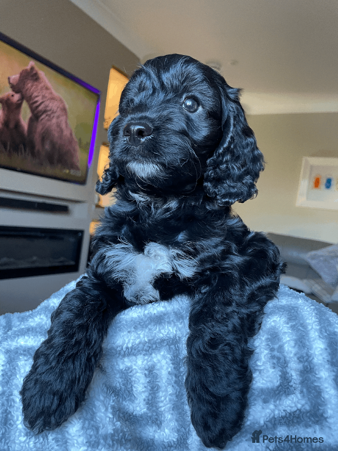 Cockapoo dogs for sale: Beautiful Thick coated Fluffy F1 Toy Cockapoo pups - Advert 23