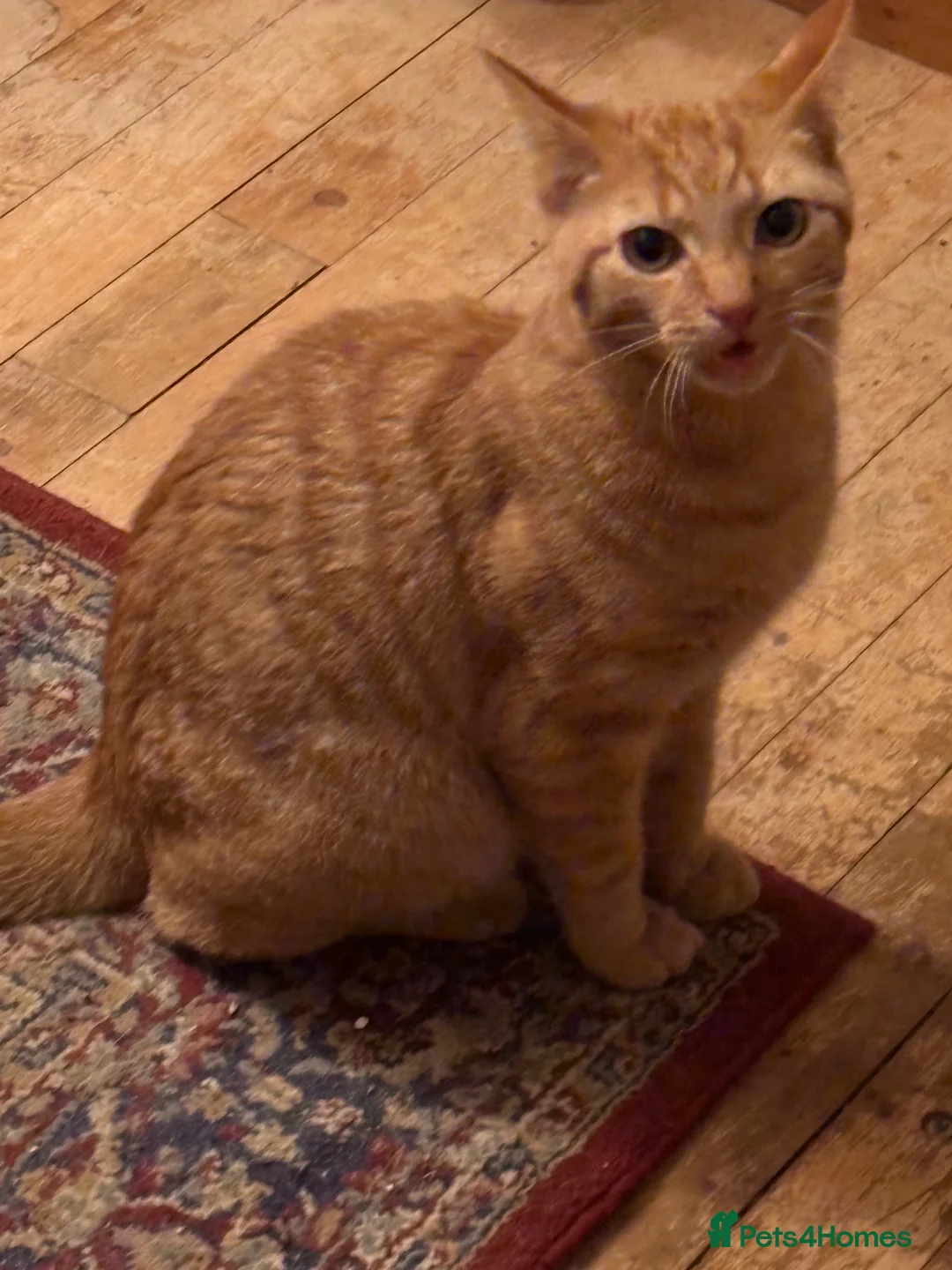 Domestic Shorthair cats for sale: 3 Ginger shorthair male cats - Advert 4