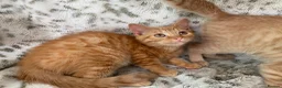 Mixed Breed cats for sale: Fluffy cream ginger girls  mixed with BSH kittens  - Advert 19