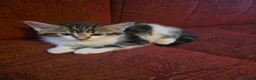 Domestic Shorthair cats for sale: Verry friendly  - Advert 5
