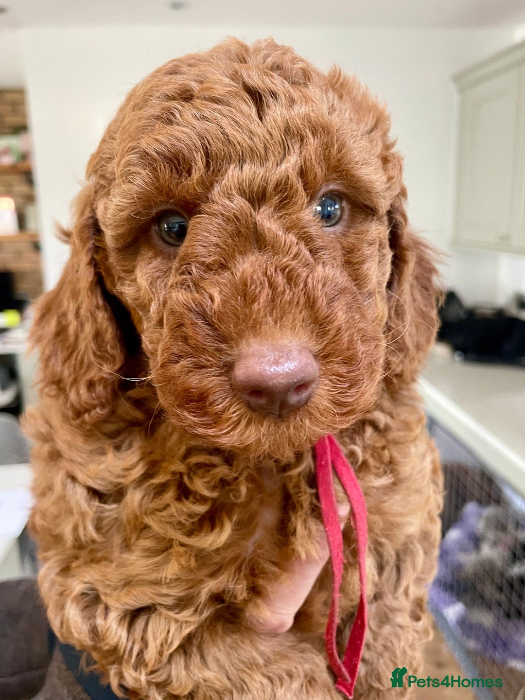 Miniature Poodle dogs for sale: KC HEALTH TEST PUPS - POLICE K9 TRAINER 5* BREEDER - Advert 5