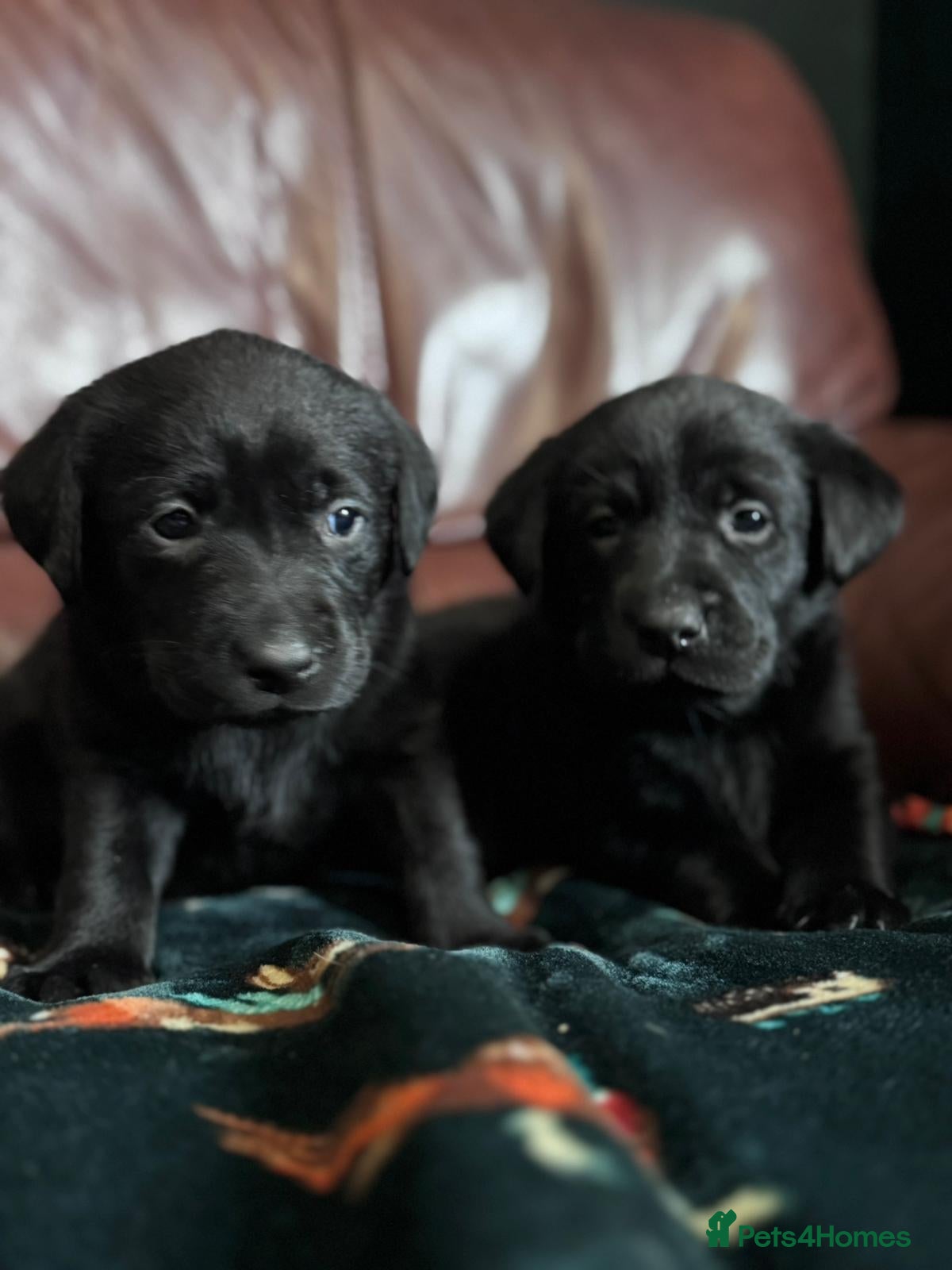 Labrador Retriever dogs Black Labrador Puppies KC REGISTERED  - Advert 2