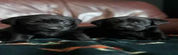 Labrador Retriever dogs for sale: CHUNKY Black Labrador KC REG Ready NOW  - Advert 8