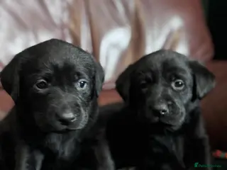 Labrador Retriever dogs Black Labrador Puppies KC REGISTERED - Advert 2