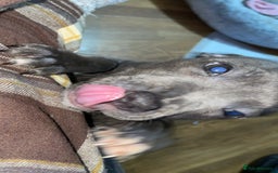 Staffordshire Bull Terrier dogs for sale: Blue Staffordshire bullterrier  - Image 8