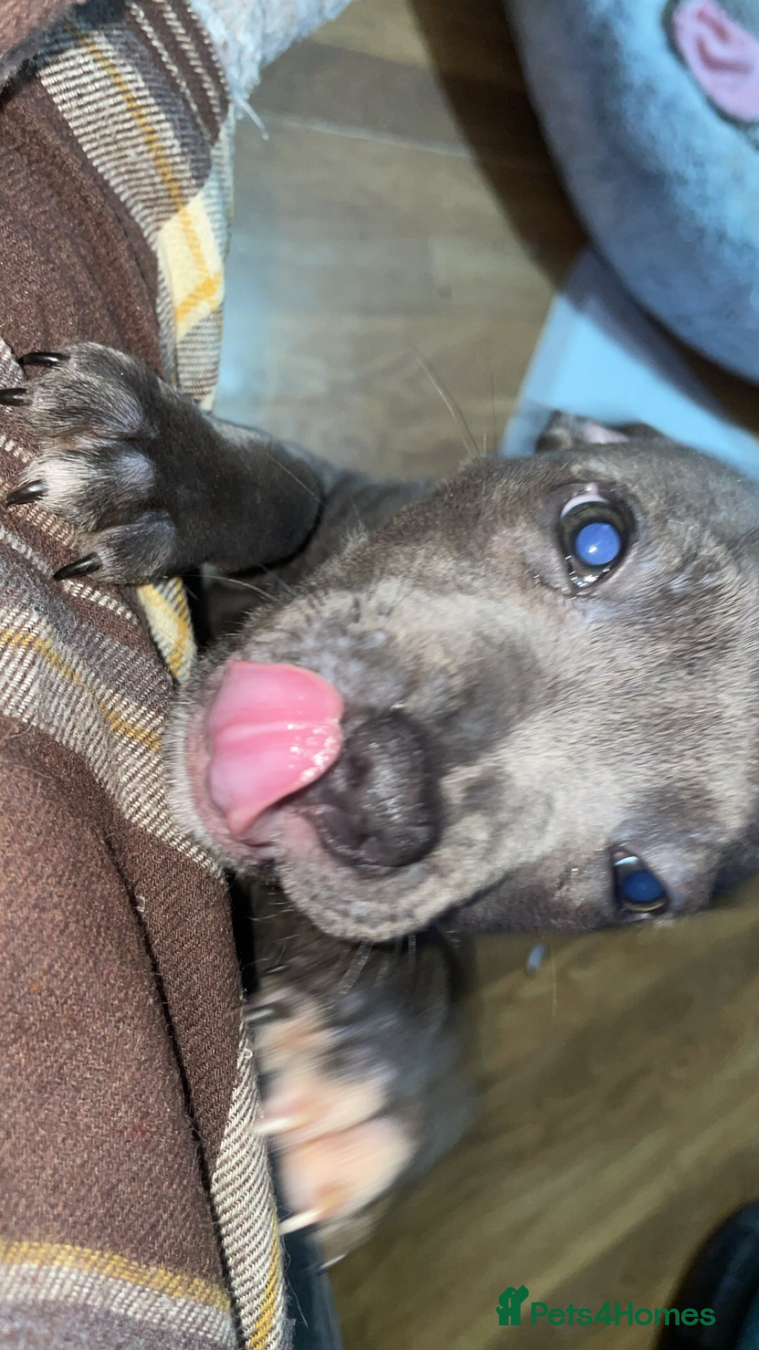 Staffordshire Bull Terrier dogs for sale: Blue Staffordshire bullterrier  - Image 8