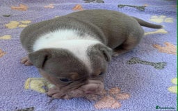 Olde English Bulldogge dogs for sale: Olde english bulldogge pups 1 male / 1 female  - Image 7