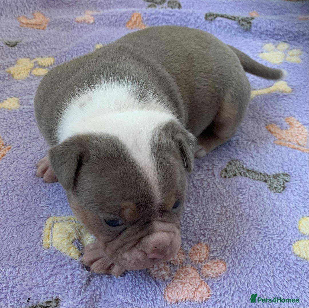 Olde English Bulldogge dogs for sale: Olde english bulldogge pups 1 male / 1 female  - Image 7