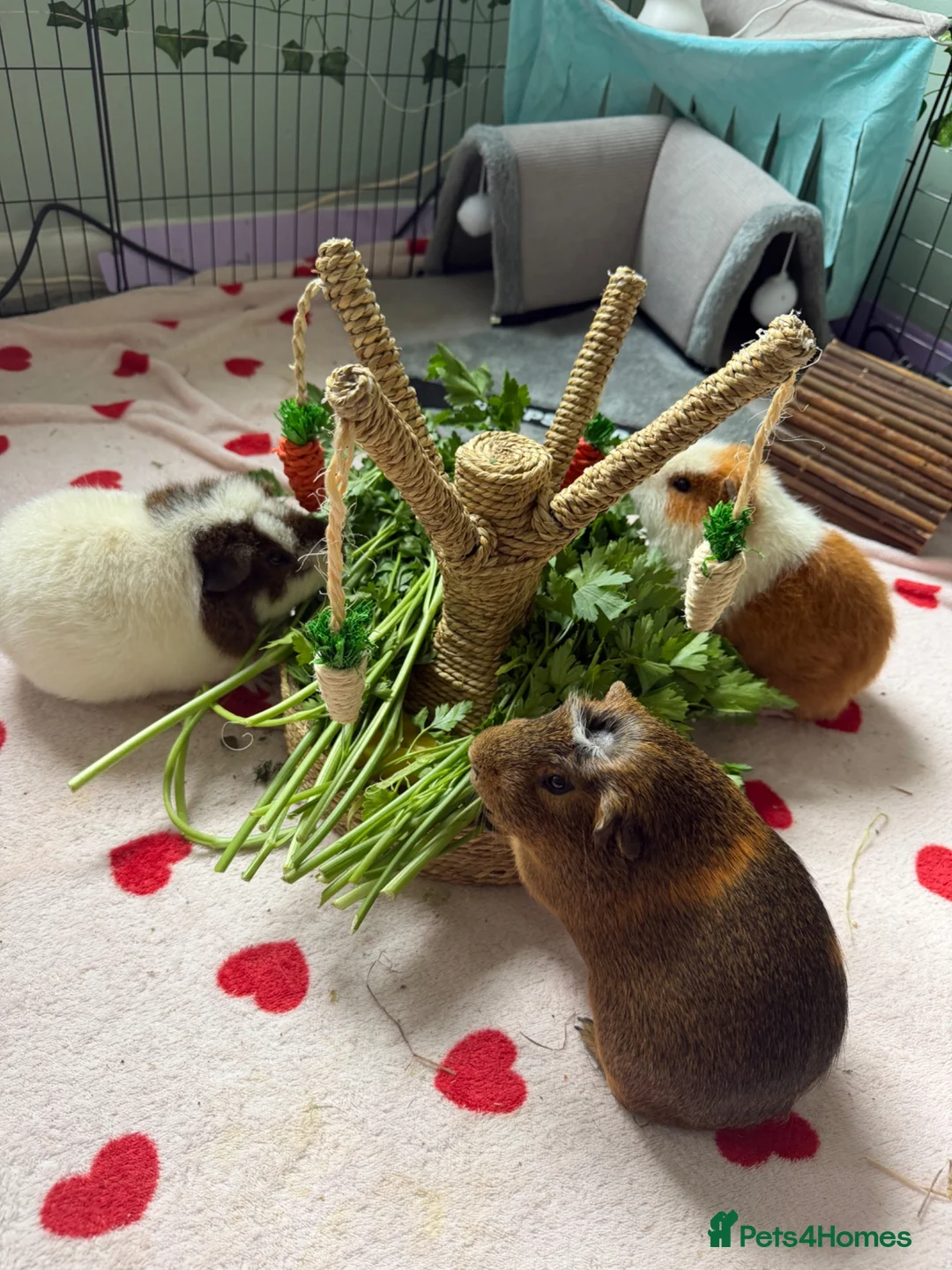 Guinea Pig rodents for sale: Three male guinea pigs  in Cheltenham - Advert 1