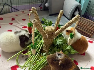 Guinea Pig rodents Three male guinea pigs - Advert 1
