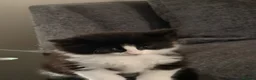 Norwegian Forest Cat cats for sale: Norwegian Forest Kittens - Advert 6