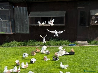 Pigeons birds - Advert 17