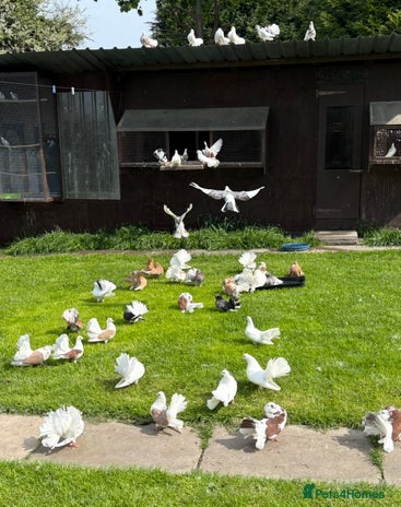 Pigeons birds - Advert 6