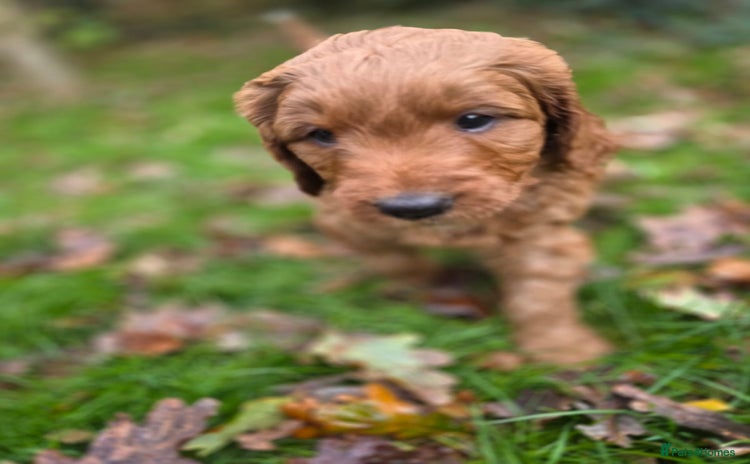 Goldendoodle dogs Beautiful F1B Goldendoodle Puppies DNA tested - Advert 4