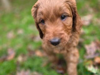 Goldendoodle dogs Beautiful F1B Goldendoodle Puppies DNA tested - Advert 3