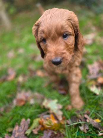 Goldendoodle dogs Beautiful F1B Goldendoodle Puppies DNA tested - Advert 4