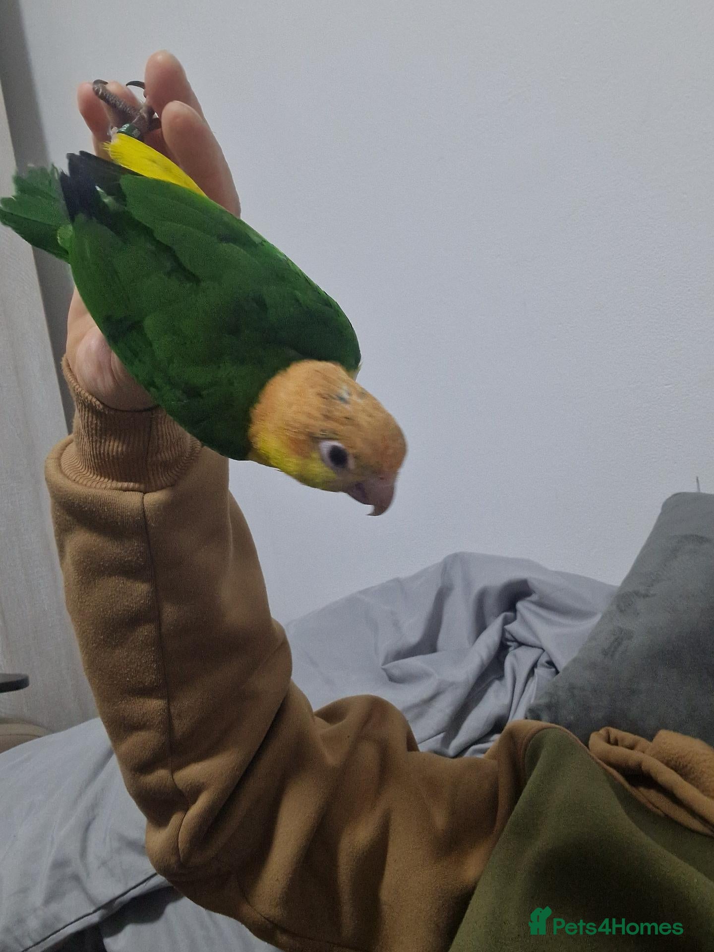 Parrots birds Hand reared baby caique parrot  - Advert 13