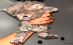 Domestic Shorthair cats for sale: Domestic short hair / long hair  - Image 5