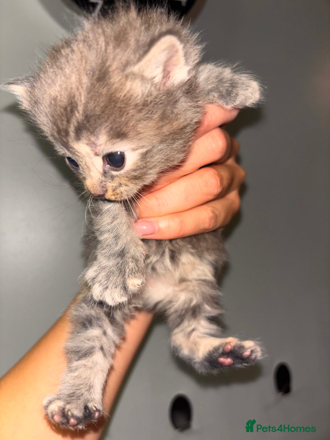 Domestic Shorthair cats for sale: Domestic short hair / long hair  - Image 5