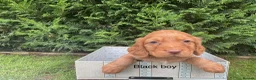 Cocker Spaniel dogs for sale: Kc reg hereditary clear working cocker spaniels in Ingatestone - Advert 10