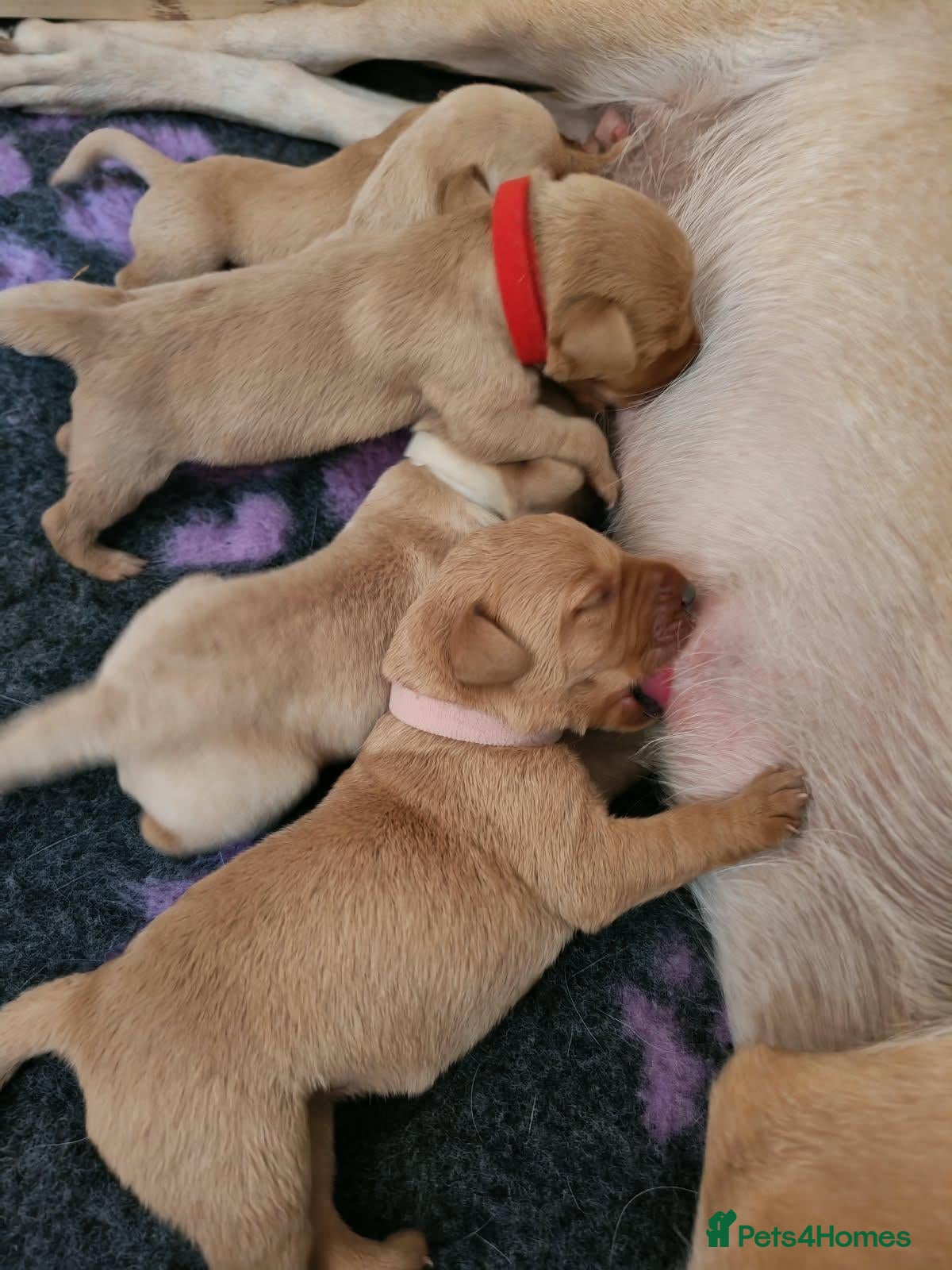Labrador Retriever dogs Beautiful Female and Male Working Labrador Puppies - Advert 8