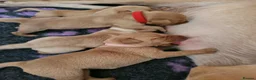 Labrador Retriever dogs for sale: Beautiful Female and Male Working Labrador Puppies - Advert 4