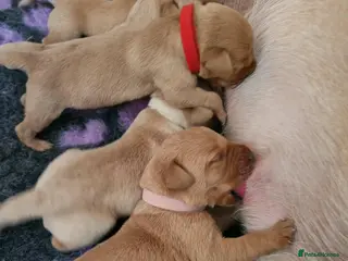 Labrador Retriever dogs 💕 Beautiful Boys & Girl Working Labrador Puppies - Advert 6