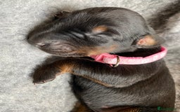Dobermann dogs for sale: KC REGISTERED DOBERMAN PUPS - Image 37