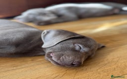 Labrador Retriever dogs for sale: 🩶 Silver & Charcoal Labrador Puppies - Image 15