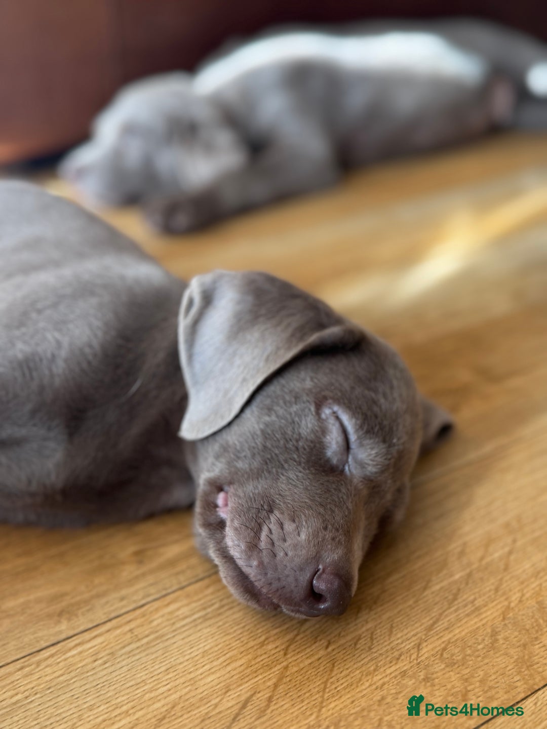 Labrador Retriever dogs for sale: 🩶 Silver & Charcoal Labrador Puppies - Image 15