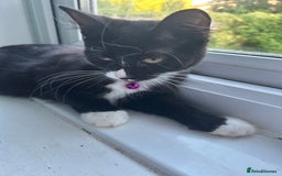 Mixed Breed cats for sale: Female kitten looking for home - Image 5
