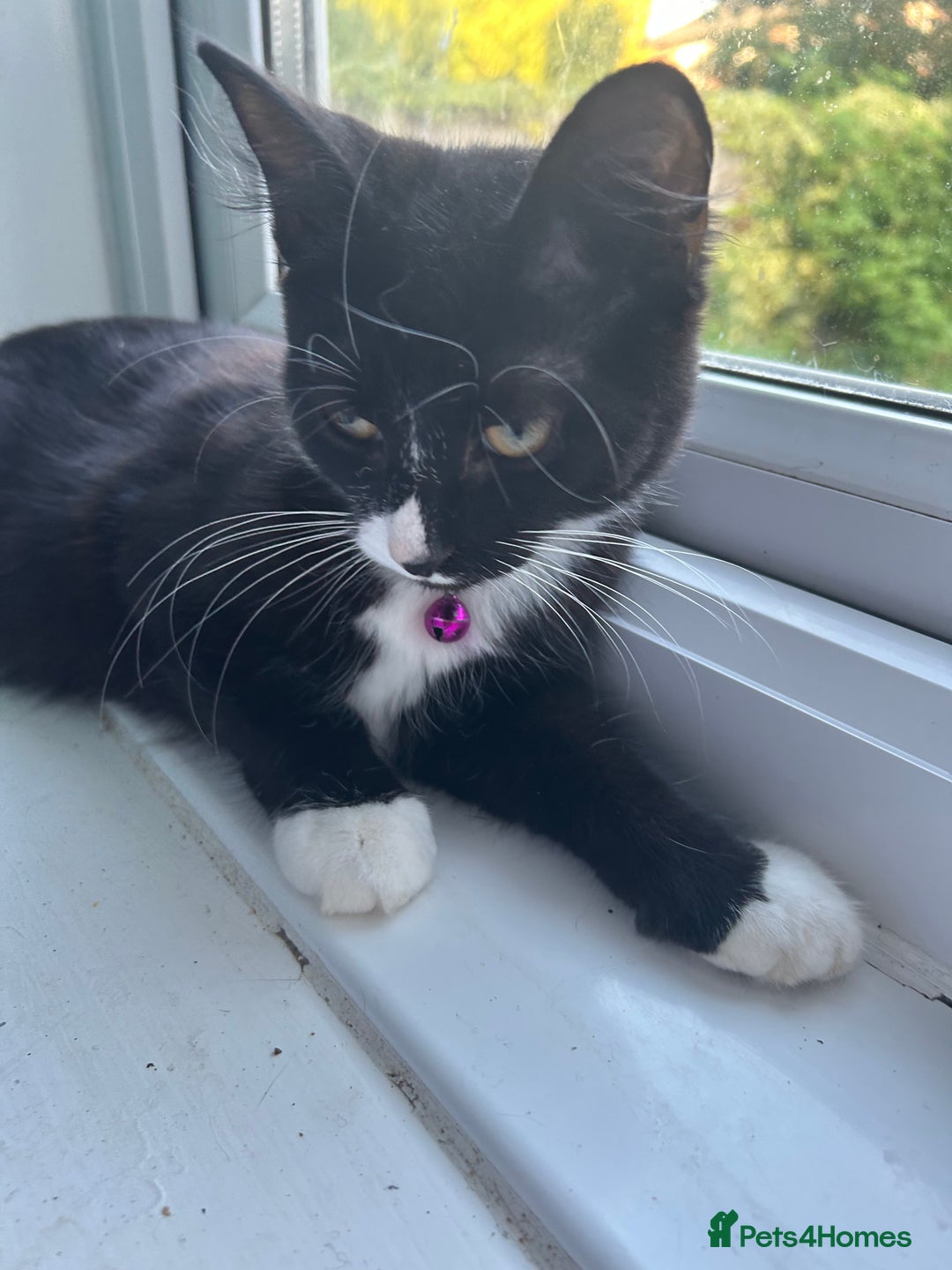 Mixed Breed cats for sale: Female kitten looking for home - Image 5