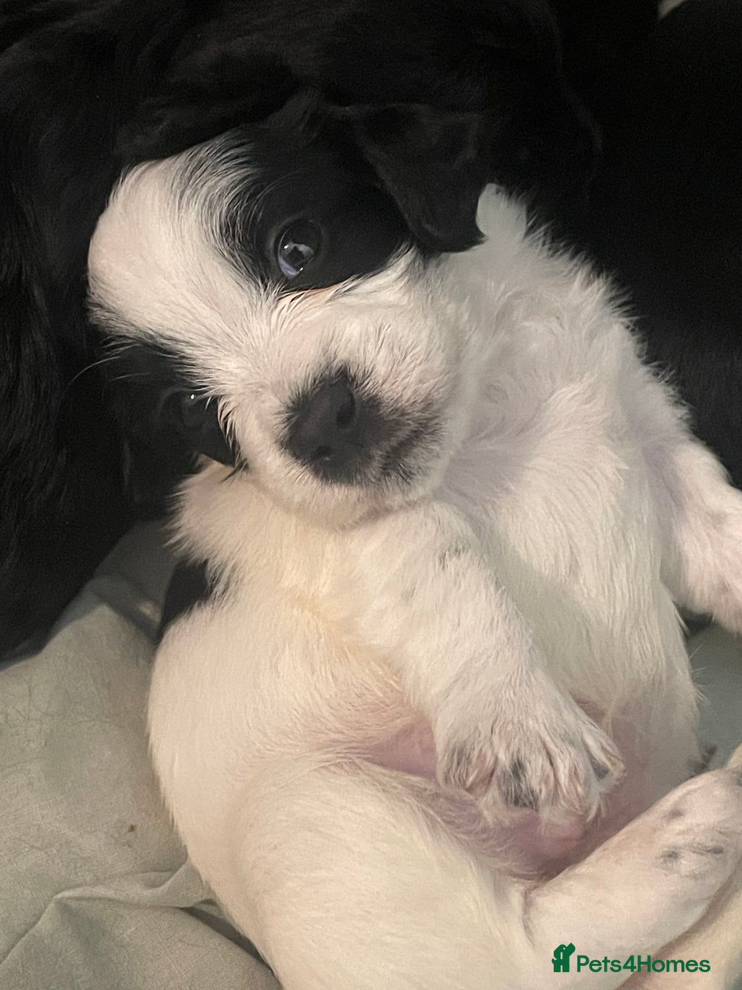 Mixed Breed dogs for sale: Gorgeous cockapoo puppies  - Advert 6