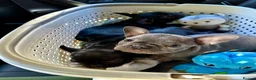 French Bulldog dogs for sale: 3 Gorgeous French Bulldog Puppies – Ready Now! 🐾 - Advert 21