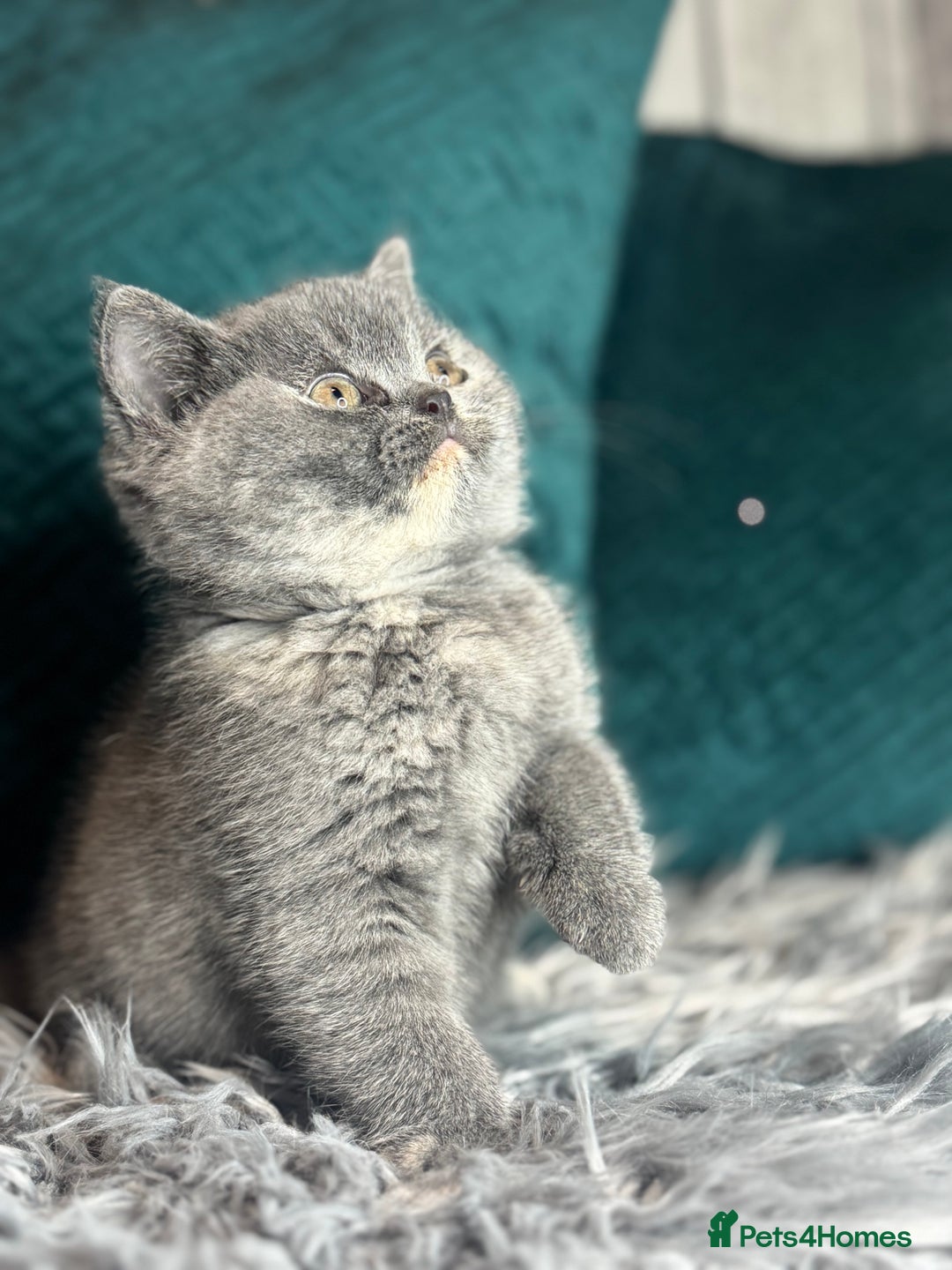 British Shorthair cats for sale: British Shorthair Kittens blue tortie  - Advert 17