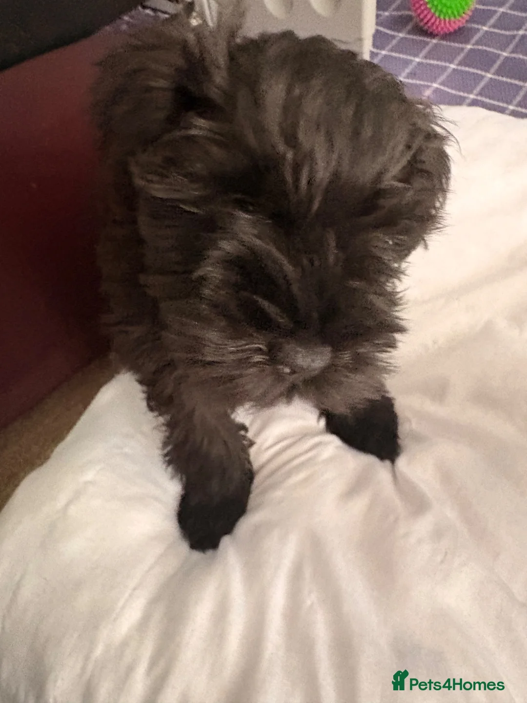 Miniature Schnauzer dogs for sale: ⭐️ AVAILABLE NOW ⭐️ - Advert 12