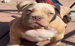 American Bully dogs for sale: Pocket bully female GREAT bloodline READY to leave - Image 2