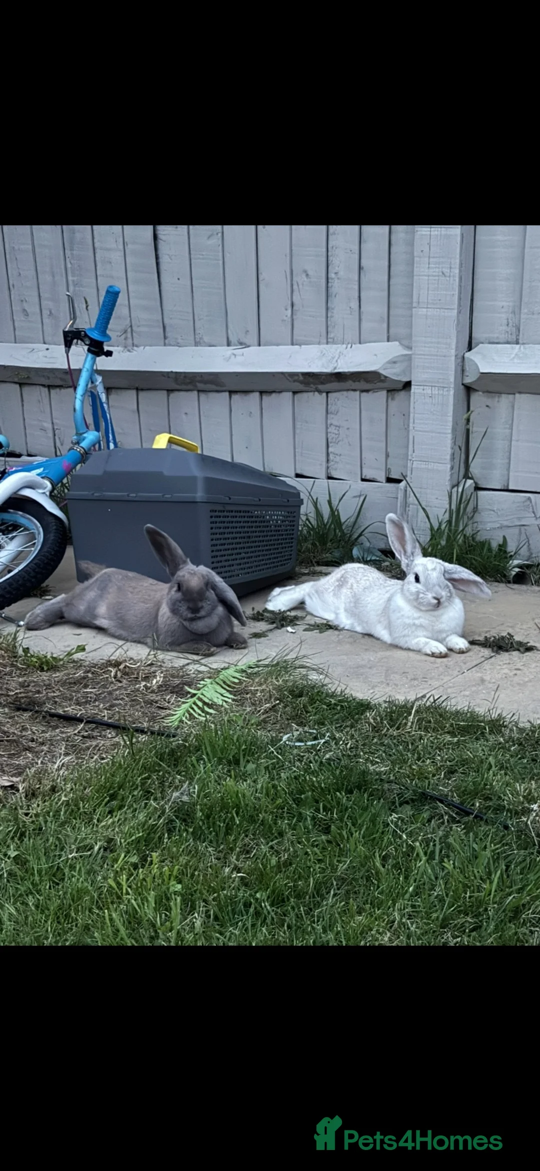 Mixed Breed rabbits for sale: Bonded pair of rabbits  in Salisbury - Advert 1