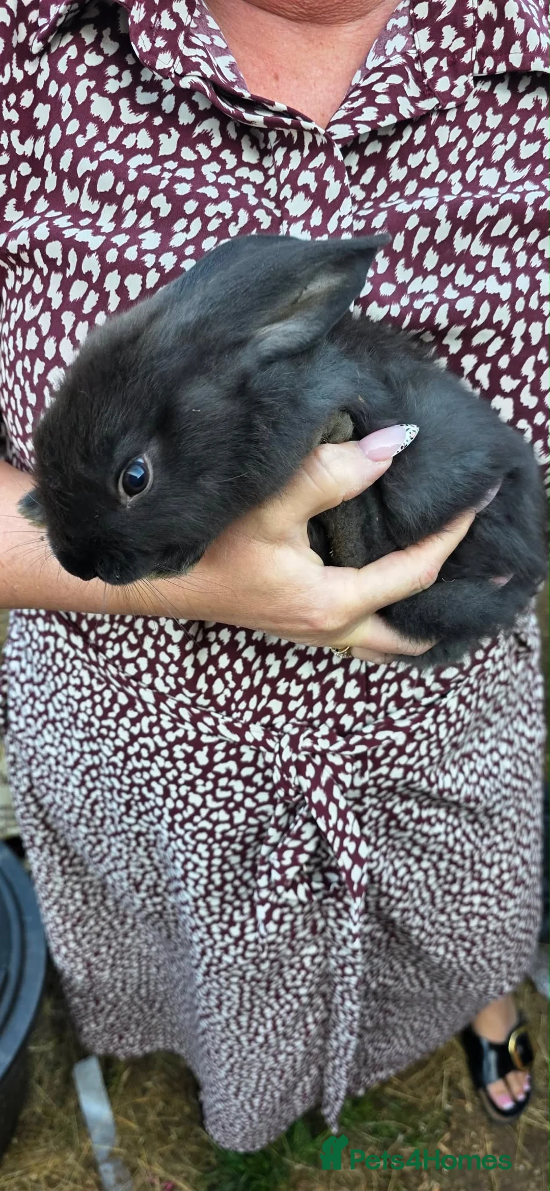 Mini Lop rabbits for sale: Mini lop babies  - Advert 7