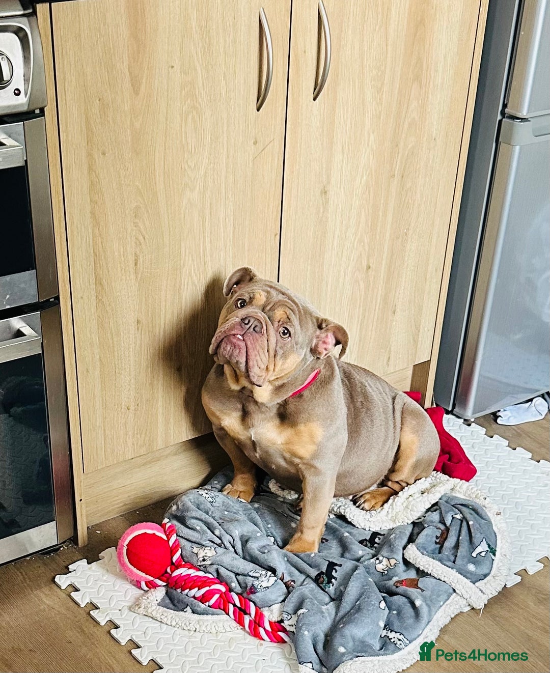 English Bulldog dogs for sale: British Bulldog (nbs) blue & Tan bitch  - Advert 2