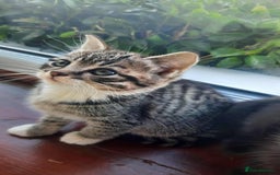 British Shorthair cats for sale: Unexpected Bundle of Joy - Image 4