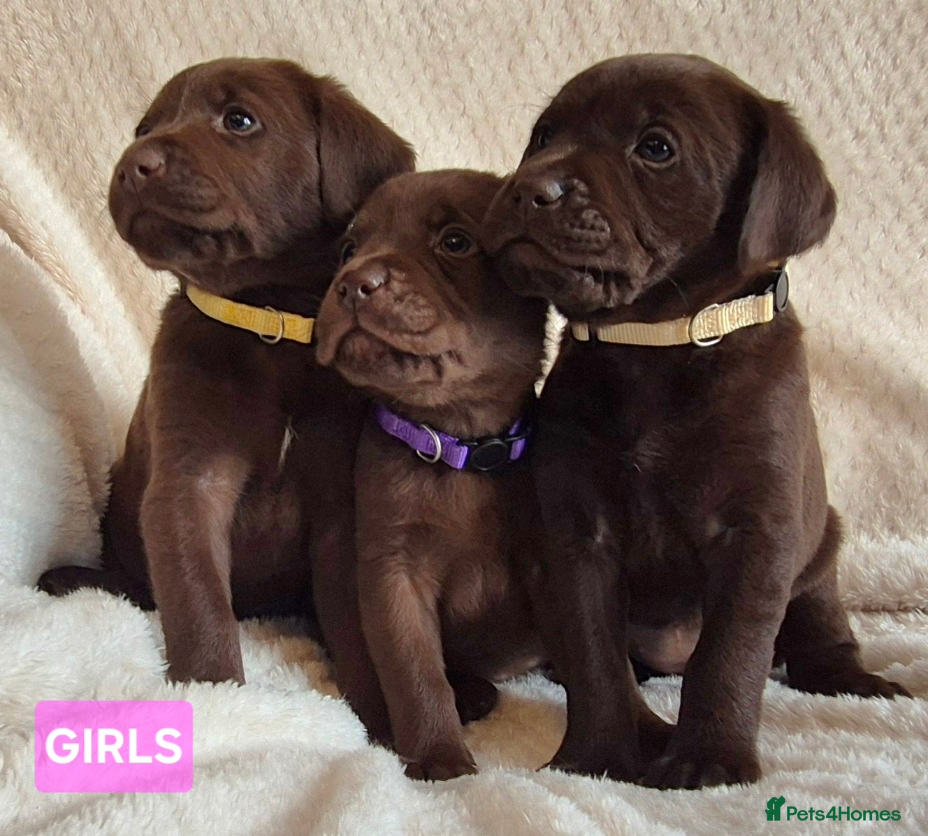 Labrador Retriever dogs Exceptional KC Reg Chocolate Labrador Puppies - Advert 16