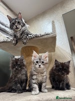 Maine Coon cats - Advert 7