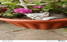British Shorthair cats for sale: PUre tabby British short hair kittens - Image 23