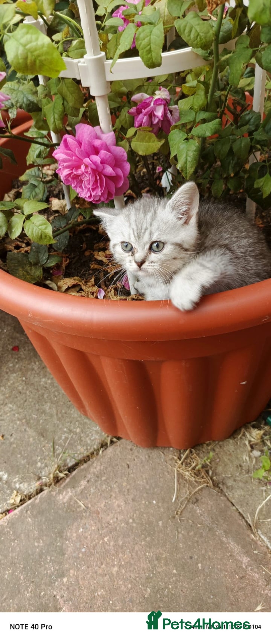 British Shorthair cats for sale: PUre tabby British short hair kittens - Image 23