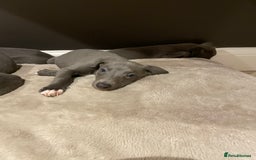 Whippet dogs for sale: 6 gorgeous blue whippet puppies  - Image 5